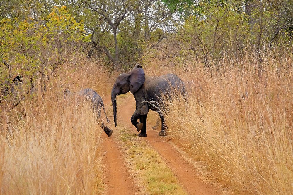 Deux éléphants traversant une piste de terre au cœur du parc de la Pendjari au Bénin, entourés d’herbes hautes et d’arbres clairsemés.